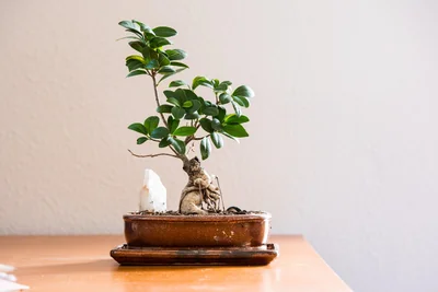 Déco salon moderne avec plantes intérieures : 15 idées tendance 2026