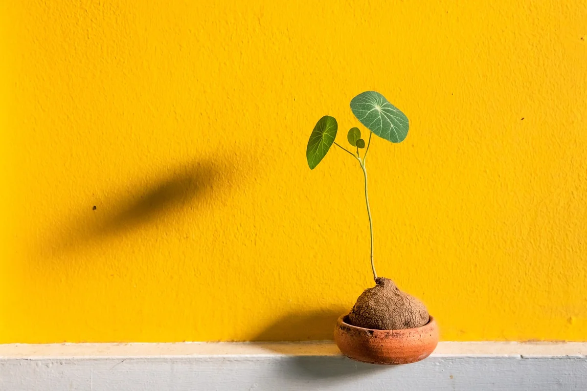Le pot comme élément de design (l'erreur que tout le monde fait)