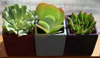 trio succulent